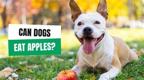 Can dogs eat apples? - Ryan's Juice