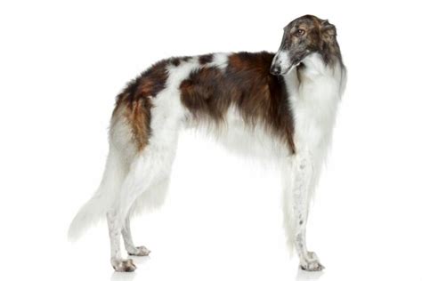 How Much Do Borzois Cost National Borzoi Club