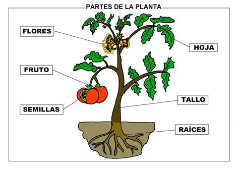 EL BLOG DE SEGUNDO LAS PLANTAS (II) 