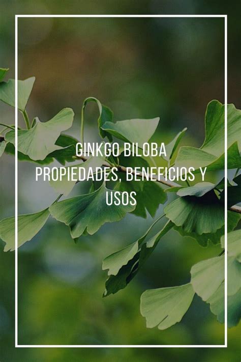 Propiedades Beneficios Y Usos Del Ginkgo Biloba