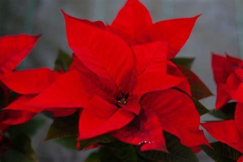 Poinsettia Flower Meaning, Symbolism of Each Color and Uses - Store