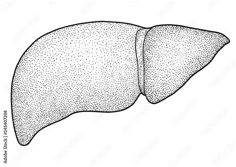 Human Liver Illustration Drawing Engraving Ink Line Art Vector Stock Vector Adobe Stock