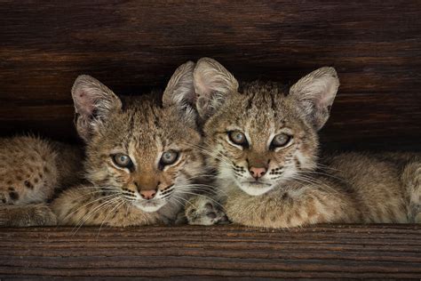 Rare Pictures Show A Bobcat Mom Raise Three Kittens