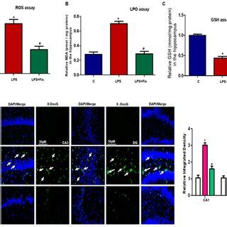 Effect Of Fisetin Treatments On Lipopolysaccharide LPS Induced