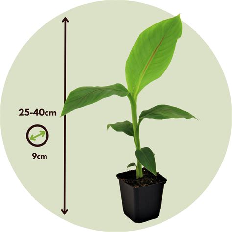 Musa Basjoo 3er Set Bananenpflanze Gartenpflanze Topf 9cm