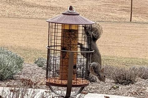 How To Keep Squirrels Away From Bird Feeders Without Harming Them