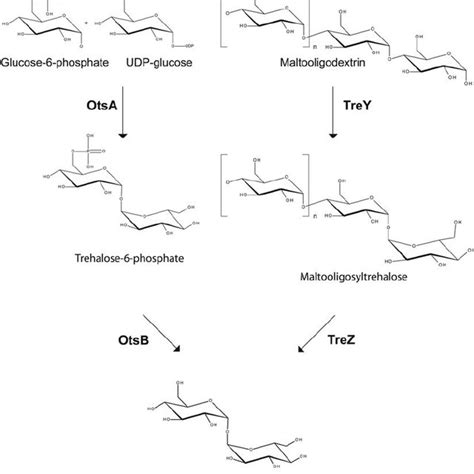 Trehalose De Novo Biosynthesis Pathways In Mycobacteria Trehalose Is