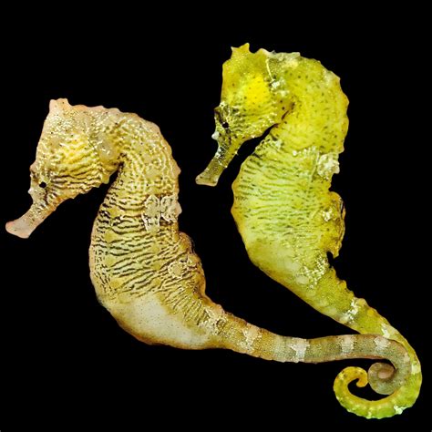 Seahorses Alyssas Seahorse Savvy