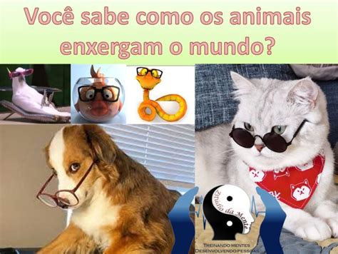 Como Os Animais Enxergam O Mundo Est Dio Da Mente