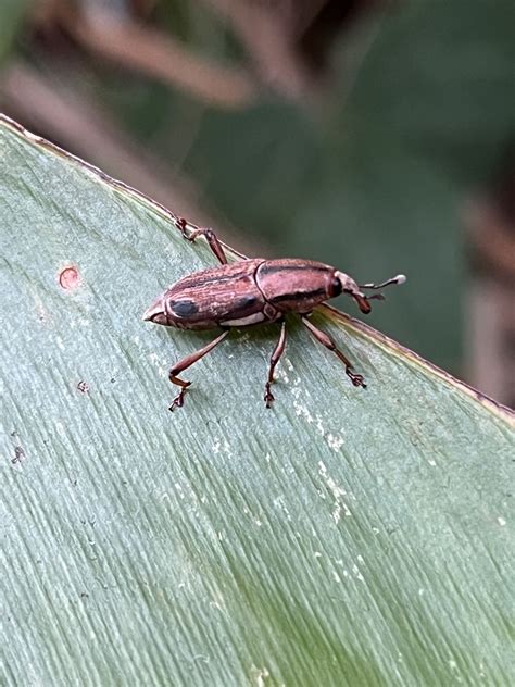 Sphenocorynes Ocellatus In November By Nakatada Wachi Inaturalist