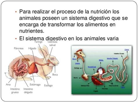 La Nutrición En Los Seres Vivos