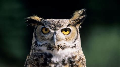 How Can Owls Rotate Their Heads 270 Degrees Without Dying