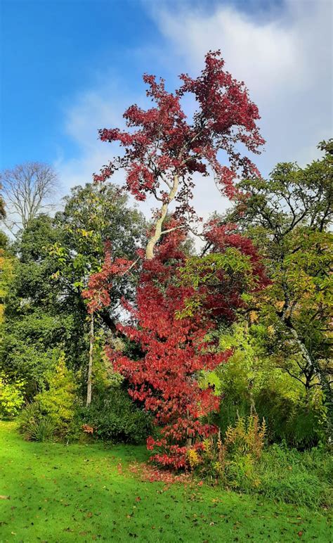 Liquidambar Formosana Trees And Shrubs Online