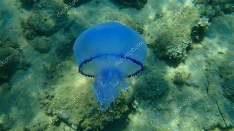 Medusas De Barril Rhizostoma Pulmo Medusas Con Tapa De Cubo De