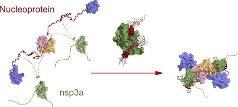 An Essential Interaction Folds The Nucleoprotein Of The Sars Cov