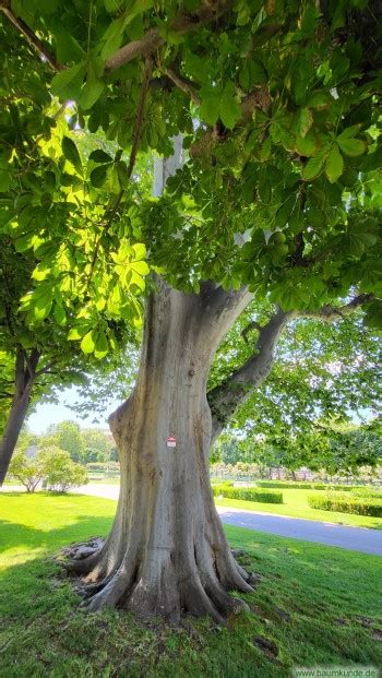 Sisi Platane Im Volksgarten Wien