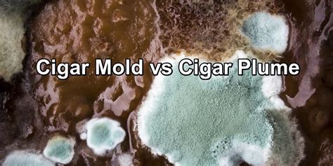 What Is Cigar Mold Difference Between Cigar Mold And Plume