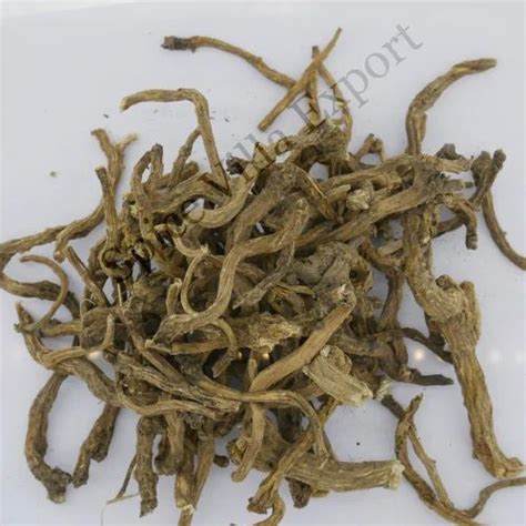 Dry Dandelion Root Asteraceae At Rs 900 Kg Herbal Tea In Bhavnagar