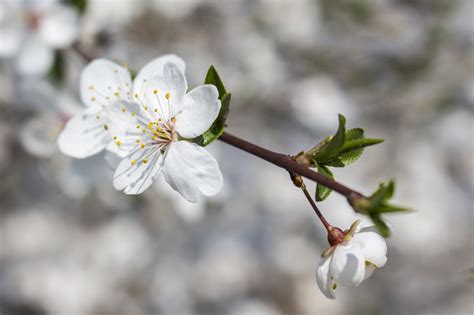 Kostenlose Foto Baum Natur Ast Bl Hen Wei Frucht Blume