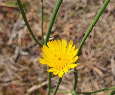 Gewöhnliches Ferkelkraut Hypochaeris radicata 2 Flickr