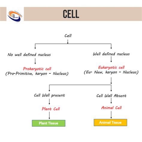 Class 9 Biology Notes For Chapter 6 Tissues And Important Points