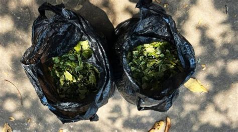 Italiano Preso Em Flagrante Transportando Folhas De Coca Na Br