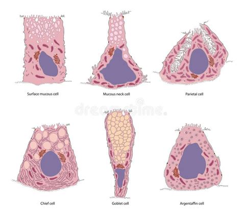 Ghiandole Gastriche E Tipi Cellulari Vista Di Sezione Della Mucosa