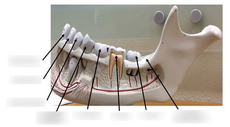 Teeth Diagram | Quizlet