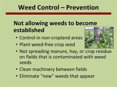 Ppt Managing Weeds Powerpoint Presentation Free Download Id9004992