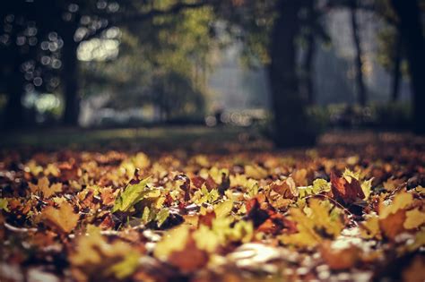 leaves, October, Light, Autumn, Park Wallpapers HD / Desktop and Mobile ...