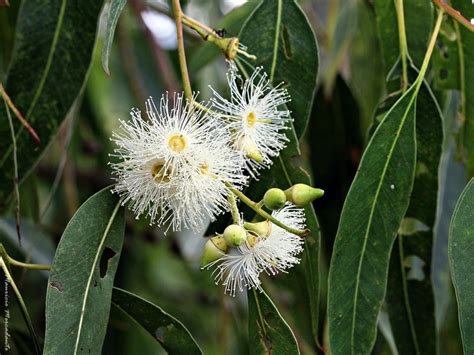 Eucalyptus Grandis Images Useful Tropical Plants