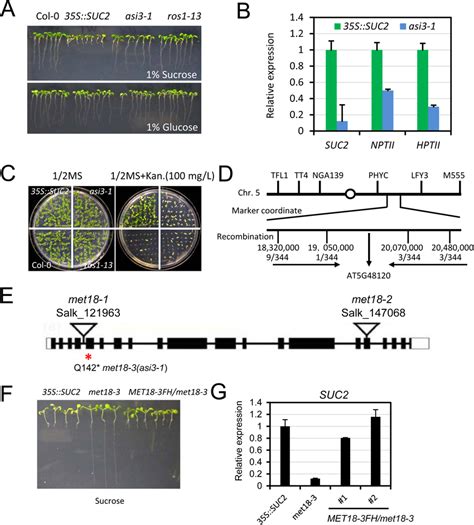 Characterization Of The Asi3 1 Met18 3 Mutant A Root Phenotypes Of