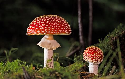 Fliegenpilz Pilz Giftig Kostenloses Foto Auf Pixabay