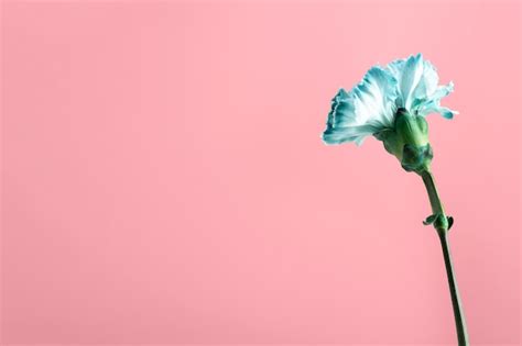 Красивая синяя гвоздика со стеблем | Бесплатно Фото