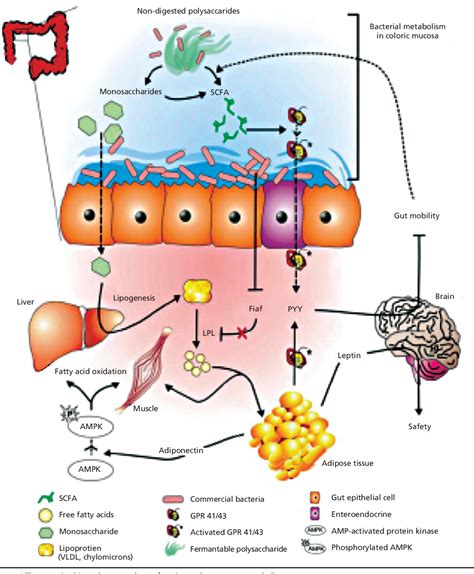 Figure 4 From The Role Of The Gut Microbiome In The Pathogenesis And Treatment Of Obesity