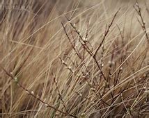 Unique Pussy Willow Art Related Items Etsy