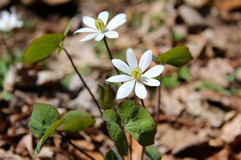 IMG_4993 – VIRGINIA WILDFLOWERS