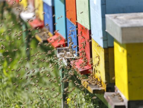 Painted Beehives Wildflower Meadows