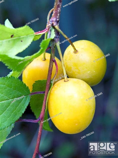 Prunus Cerasifera Myrobalan Cherry Plum Native Tree Used For Hedging