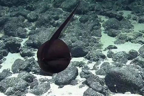 The nine deepest-sea fish species in the ocean | WorldWeet