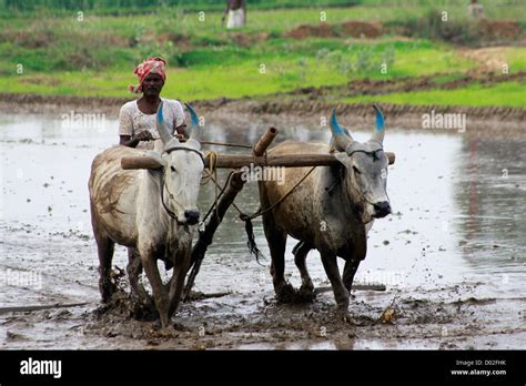 Farmer Ploughing His Land Stock Photo Royalty Free Image Alamy