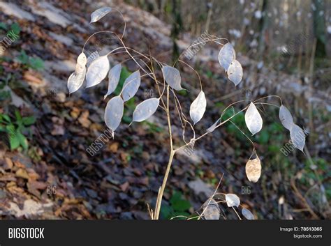 Лунник однолетний (много фото) - treepics.ru