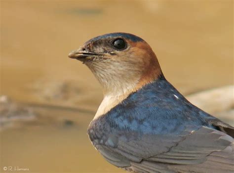 Golondrina 】características Migración Alimentación Y Más