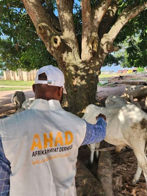 Livestock Farming In Somalia Afrika Hayat