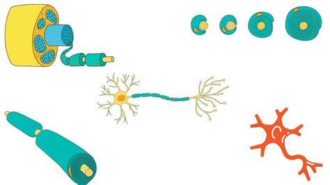 Function of Myelin Sheath and Myelinated neuron : hospitalranchi