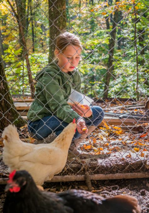 Boredom Busters A Dozen Ways To Entertain Your Chicken Flock