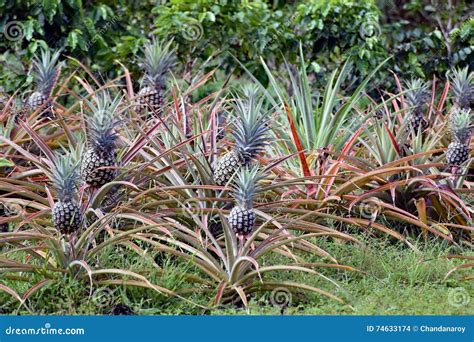 eine reihe von den ananas die  einer plantage wachsen stockfoto
