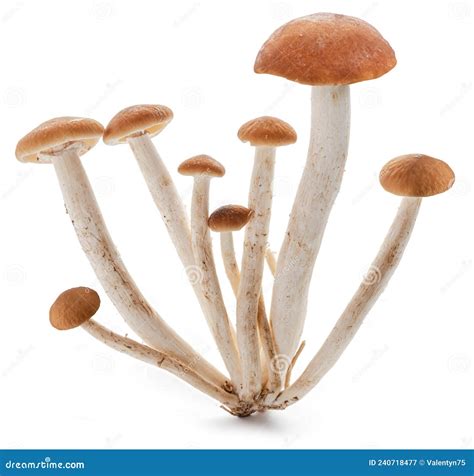 Armillaria Mellea, Commonly Known As Honey Fungus, Is A Basidiomycete