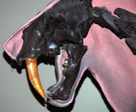 Smilodon Fatalis Saber Toothed Tiger La Brea Asphalt U… Flickr