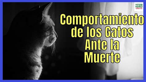 COMPORTAMIENTO DE LOS GATOS ANTE LA MUERTE CÓMO MUEREN LOS GATOS